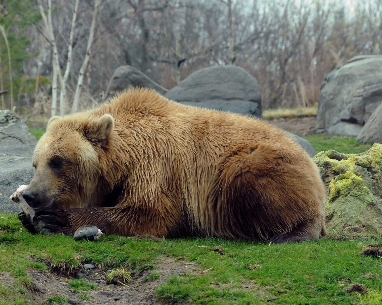 Обои природа, камни, медведь, хищник, гризли, nature, stones, bear, predator, grizzly разрешение 1920x1200 Загрузить