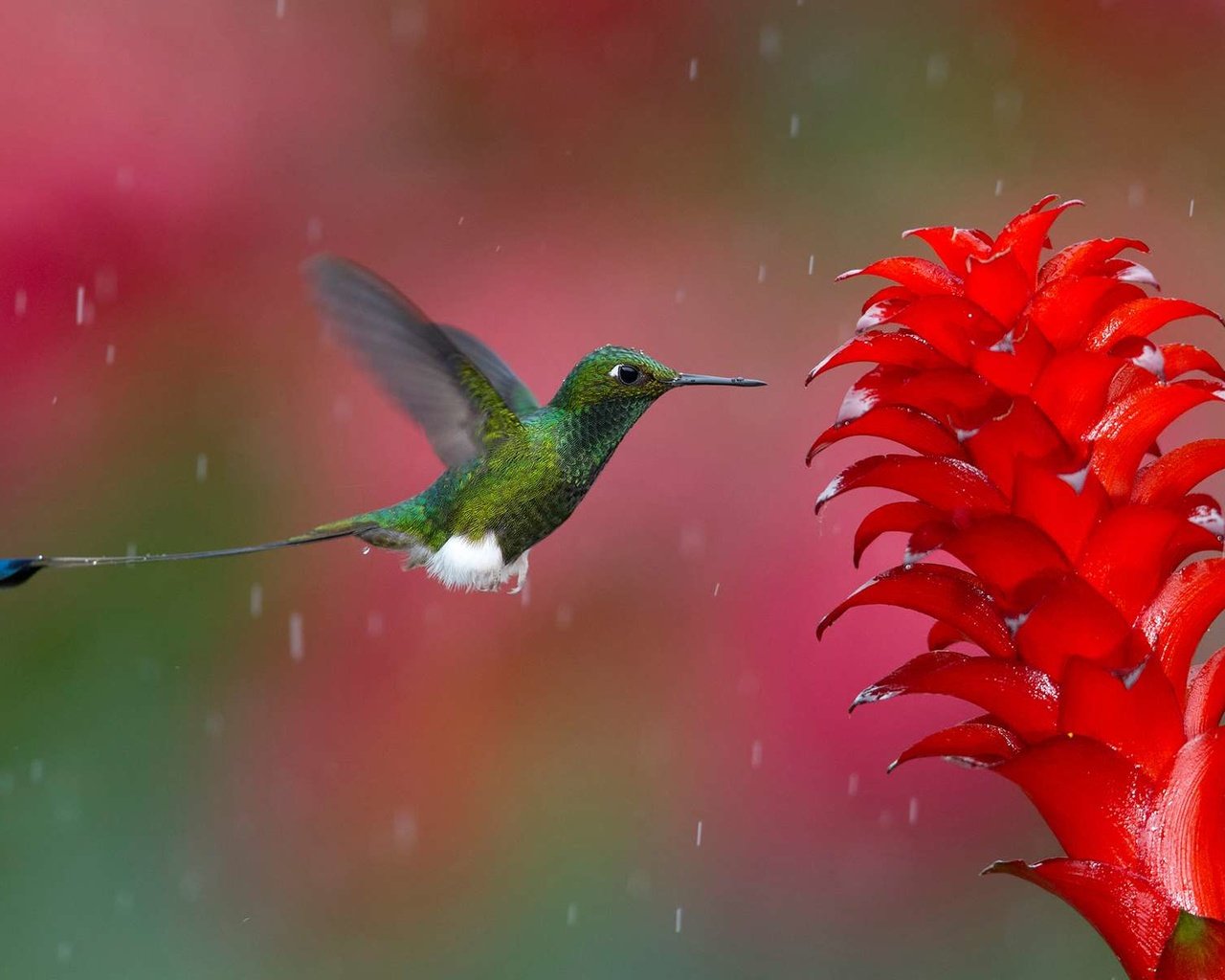 Обои цветок, птица, клюв, дождь, перья, колибри, flower, bird, beak, rain, feathers, hummingbird разрешение 1920x1200 Загрузить