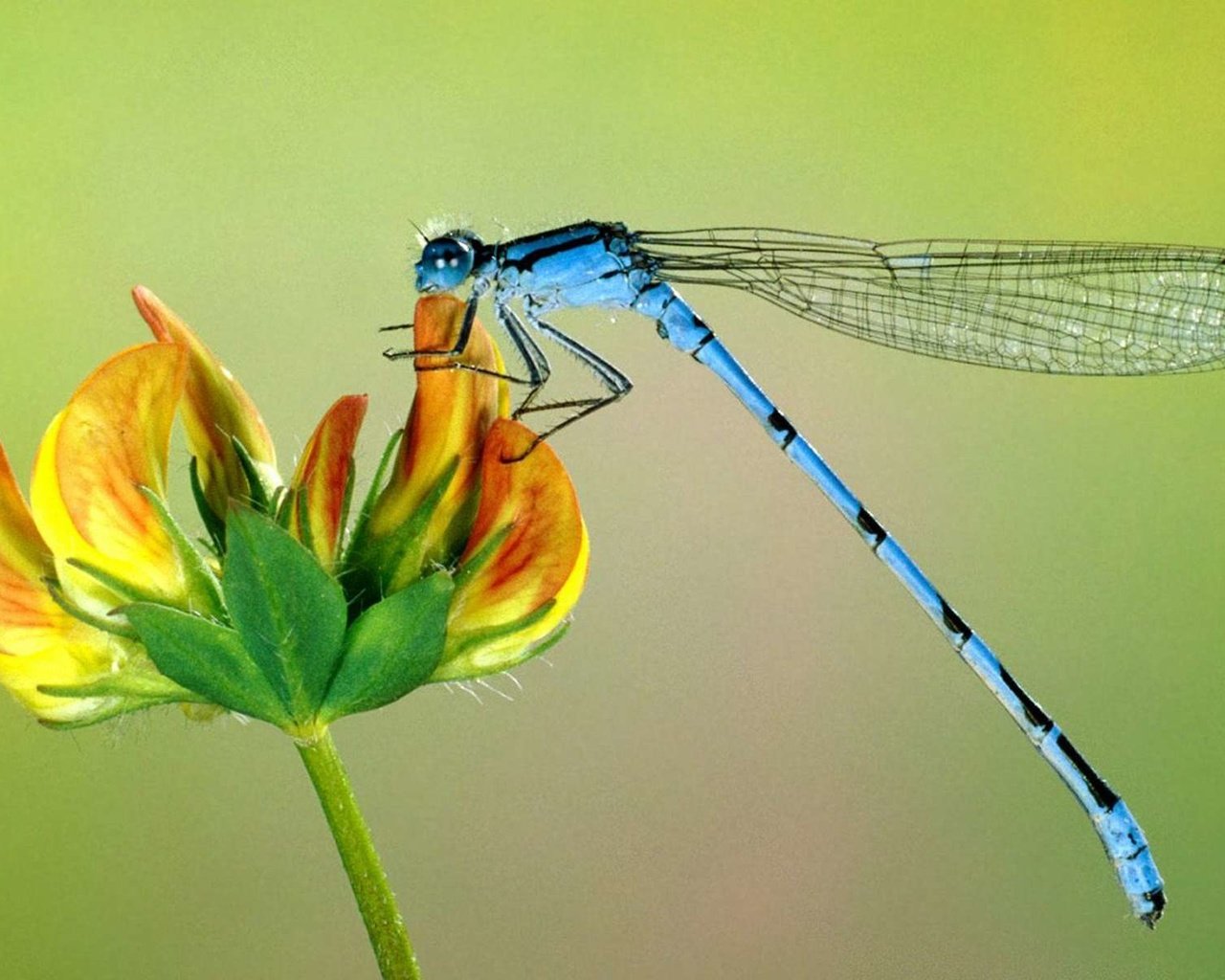 Обои цветок, крылья, насекомые, стрекоза, макро картинка, крупным планом, flower, wings, insects, dragonfly, macro picture, closeup разрешение 1920x1200 Загрузить