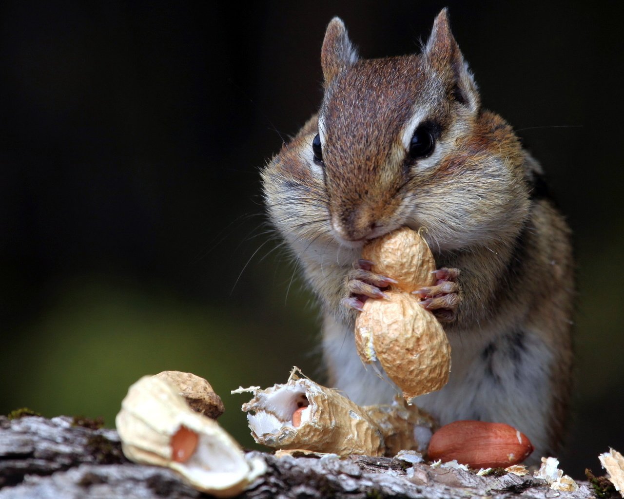 Обои орехи, животное, зверек, скорлупа, арахис, бурундук, грызун, nuts, animal, shell, peanuts, chipmunk, rodent разрешение 2560x1600 Загрузить