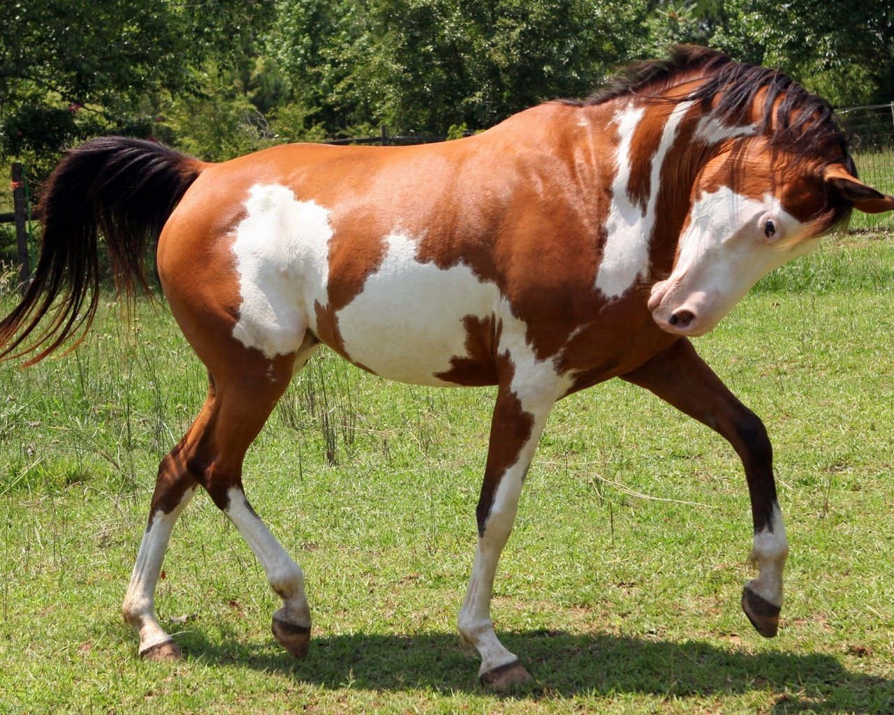 Обои лошадь, конь, жеребец, horse, stallion разрешение 1920x1200 Загрузить