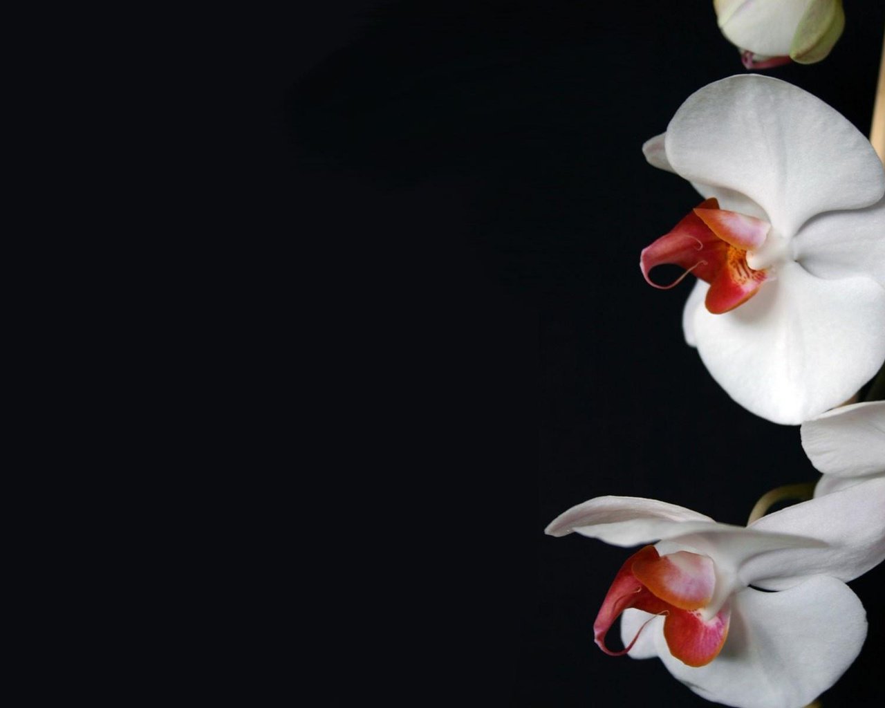 Обои цветы, темный фон, белая, орхидея, flowers, the dark background, white, orchid разрешение 1920x1200 Загрузить