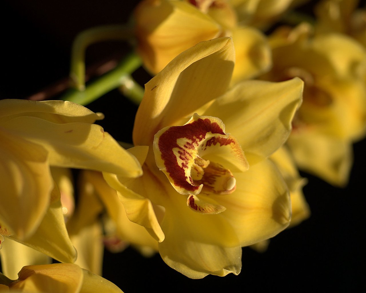 Обои для рабочего стола, желтые орхидеи, for your desktop, yellow orchid разрешение 1920x1200 Загрузить