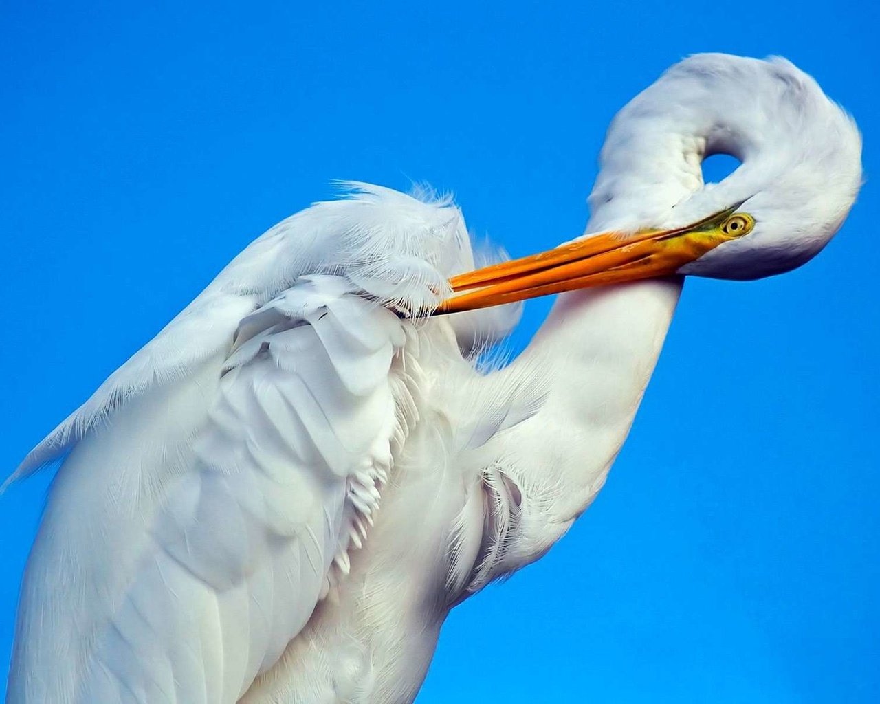 Обои фон, птица, клюв, белая, аист, шея, цапля, background, bird, beak, white, stork, neck, heron разрешение 1920x1200 Загрузить