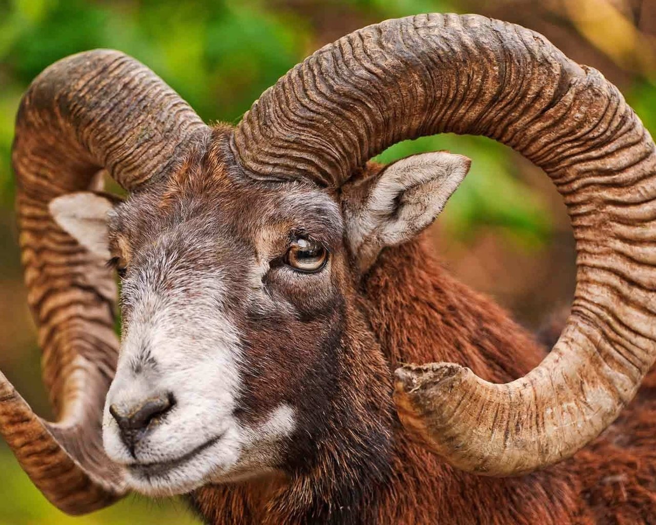 Обои животное, рога, снежный, баран, bighorn sheep, муфлон, горный баран, animal, horns, snow, ram, mouflon разрешение 1920x1200 Загрузить