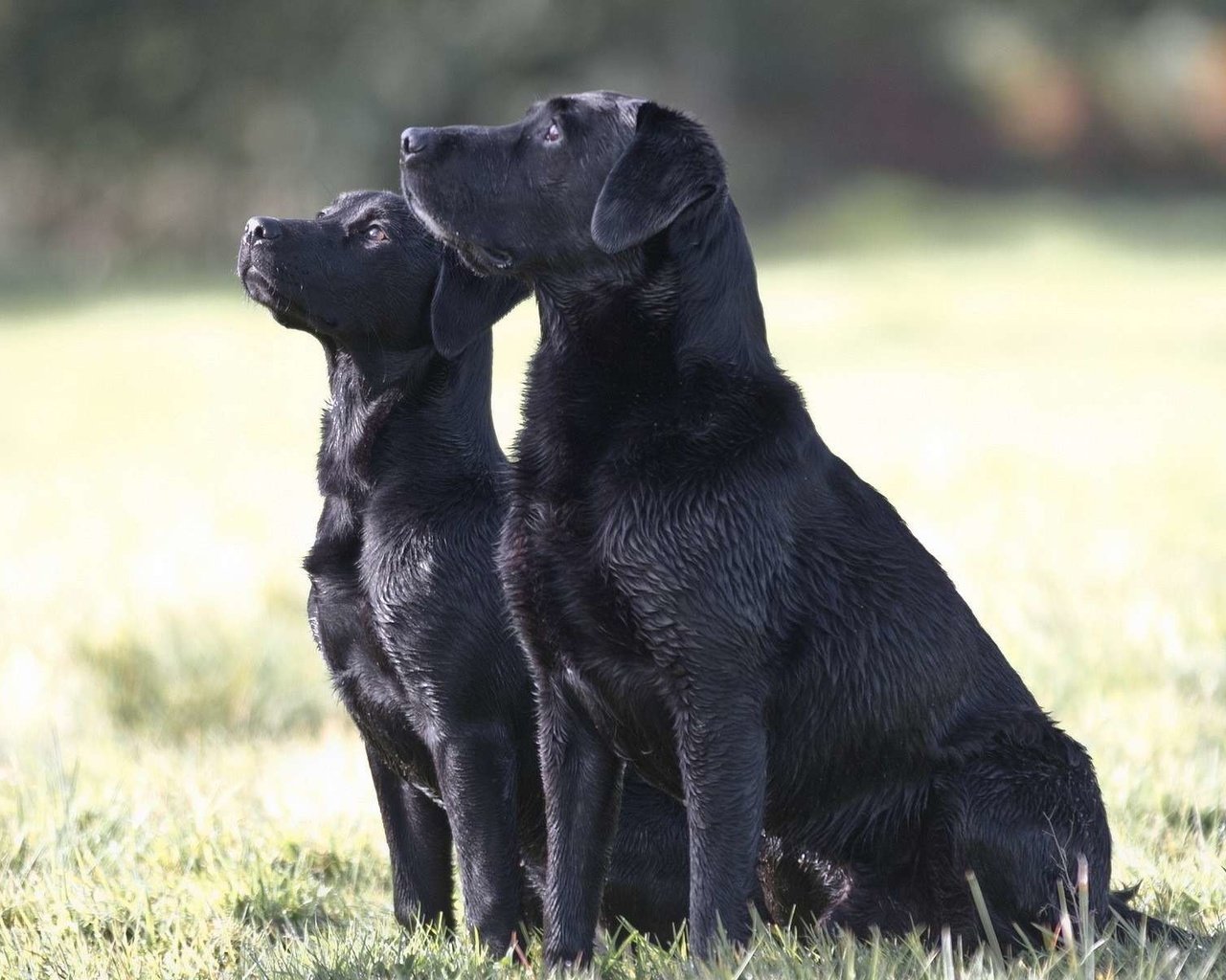 Обои трава, чёрные, лабрадор, собаки, сидят, две собаки, grass, black, labrador, dogs, sitting, two dogs разрешение 1920x1200 Загрузить