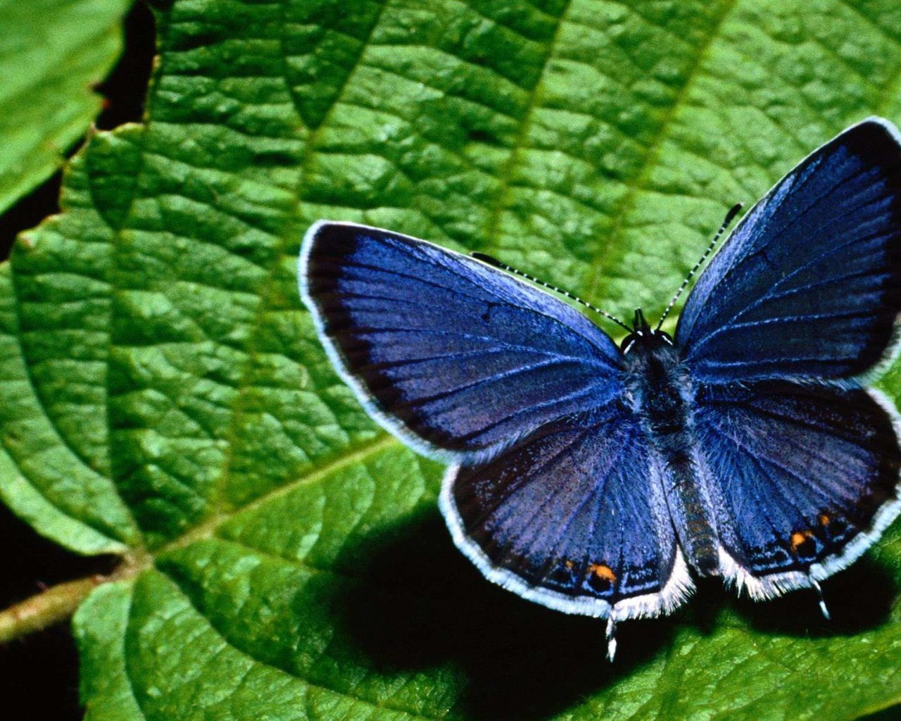 Обои макро, насекомое, бабочка, крылья, листик, macro, insect, butterfly, wings, leaf разрешение 1920x1200 Загрузить