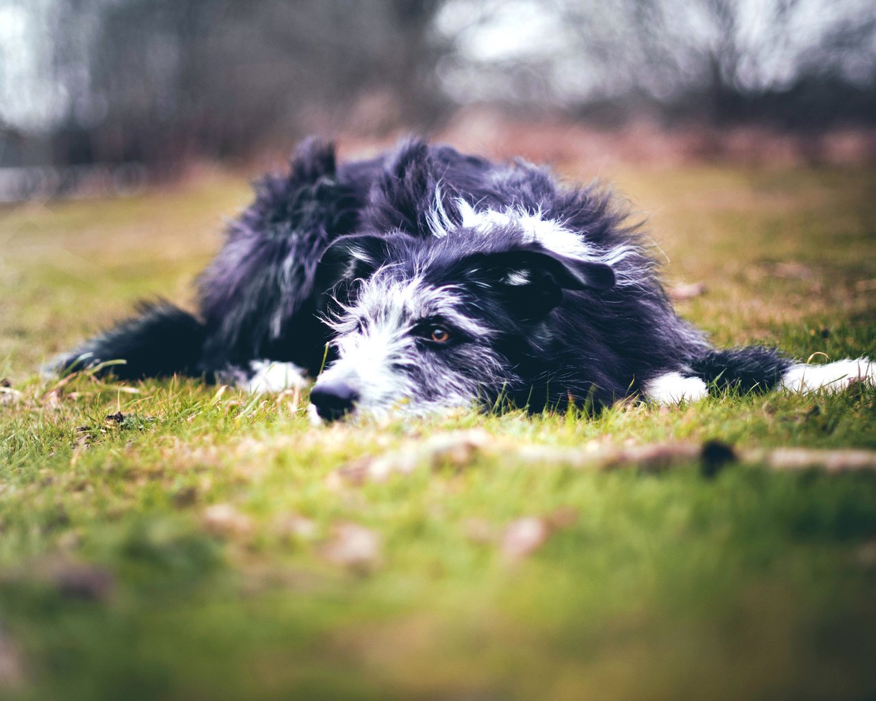 Обои трава, поле, собака, преданность, защита, верность, grass, field, dog, devotion, protection, loyalty разрешение 1920x1275 Загрузить