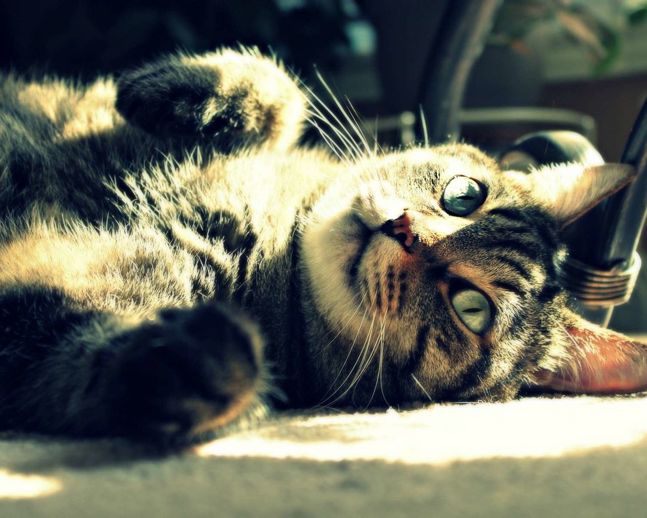 Обои свет, солнце, кот, кошка, лежит, отдых, полосатый, light, the sun, cat, lies, stay, striped разрешение 1920x1200 Загрузить