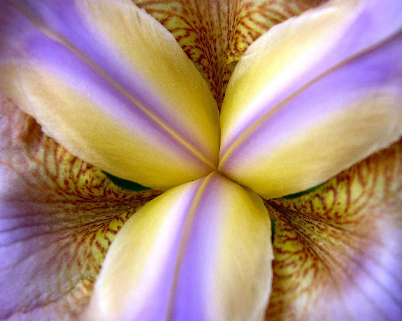 Обои макро, цветок, лепестки, ирис, крупным планом, macro, flower, petals, iris, closeup разрешение 1920x1200 Загрузить