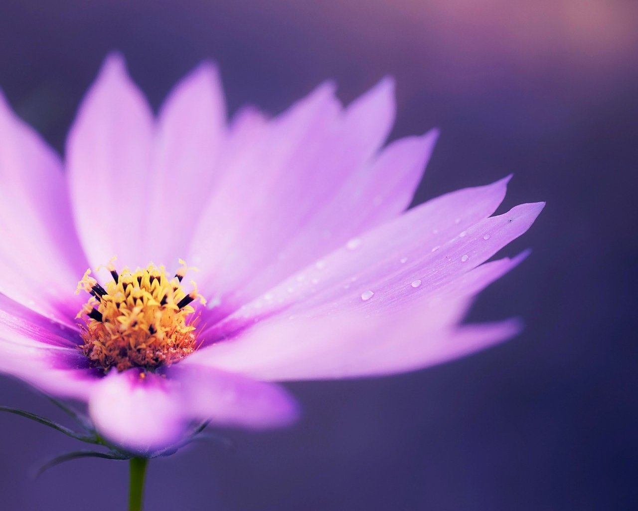 Обои макро, цветок, капли, лепестки, ромашка, сиреневая, macro, flower, drops, petals, daisy, lilac разрешение 1920x1200 Загрузить