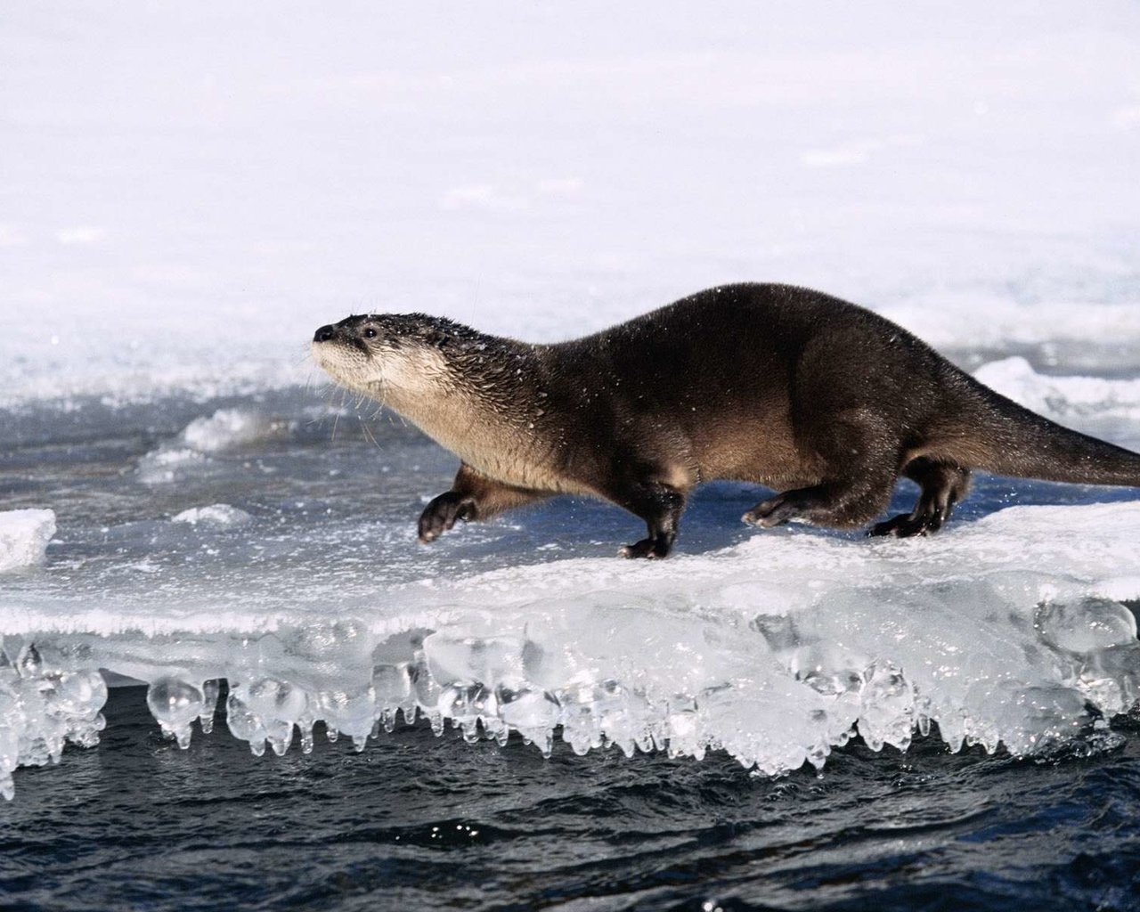 Обои вода, природа, лёд, животное, выдра, water, nature, ice, animal, otter разрешение 1920x1200 Загрузить