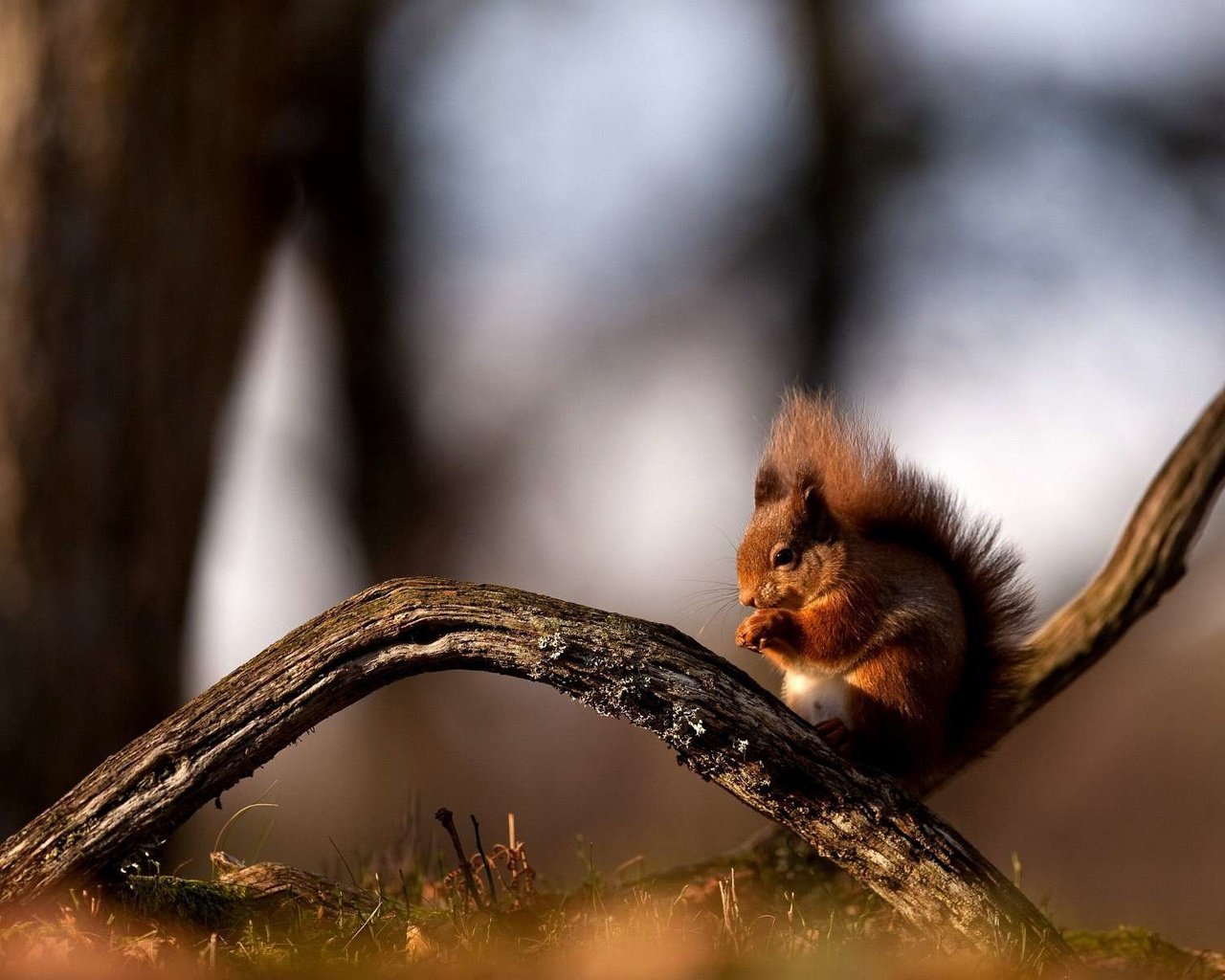 Обои ветка, лес, рыжая, сидит, ствол, белка, белочка, branch, forest, red, sitting, trunk, protein, squirrel разрешение 1920x1200 Загрузить