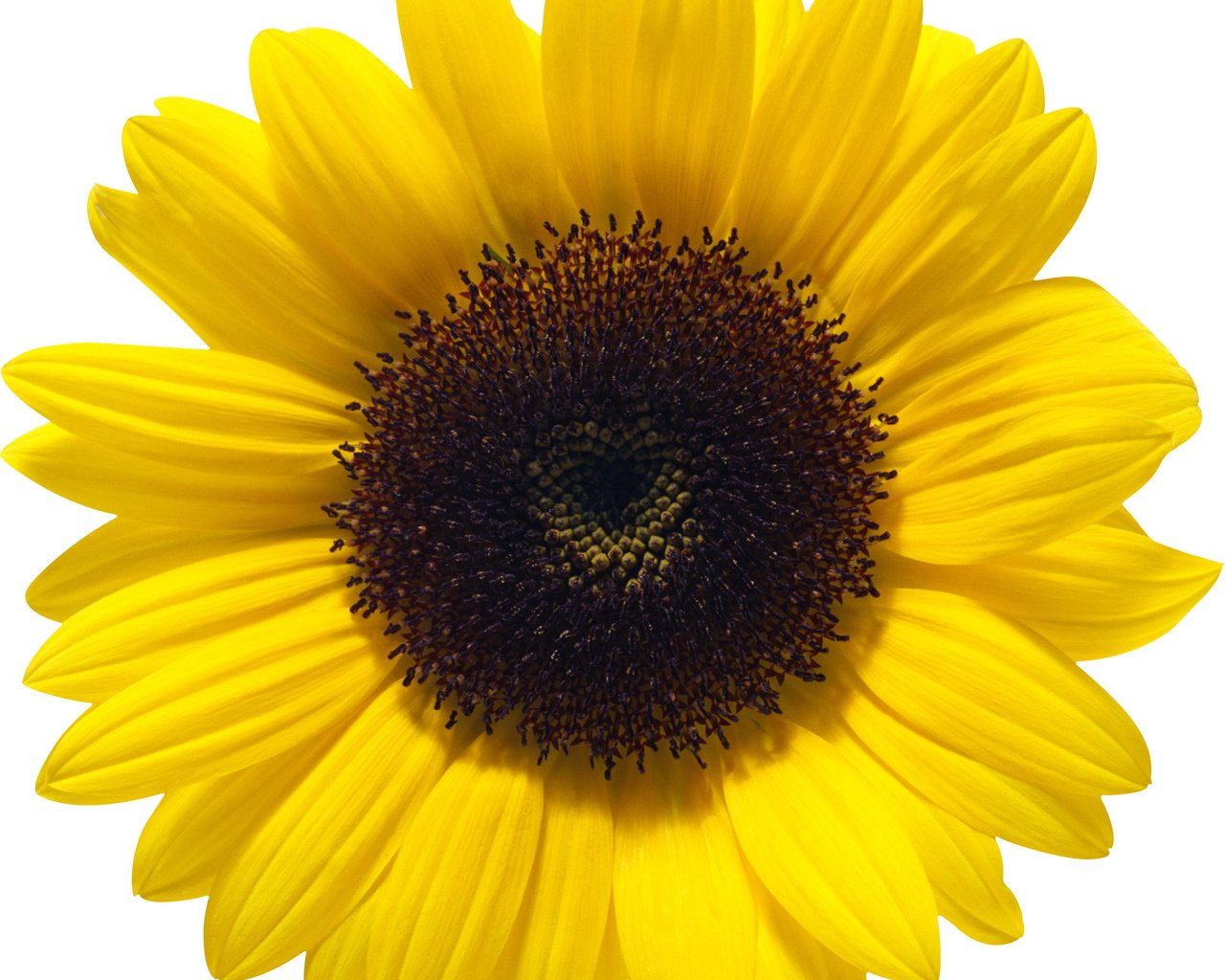 Обои цветок, лепестки, подсолнух, белый фон, flower, petals, sunflower, white background разрешение 2649x2648 Загрузить