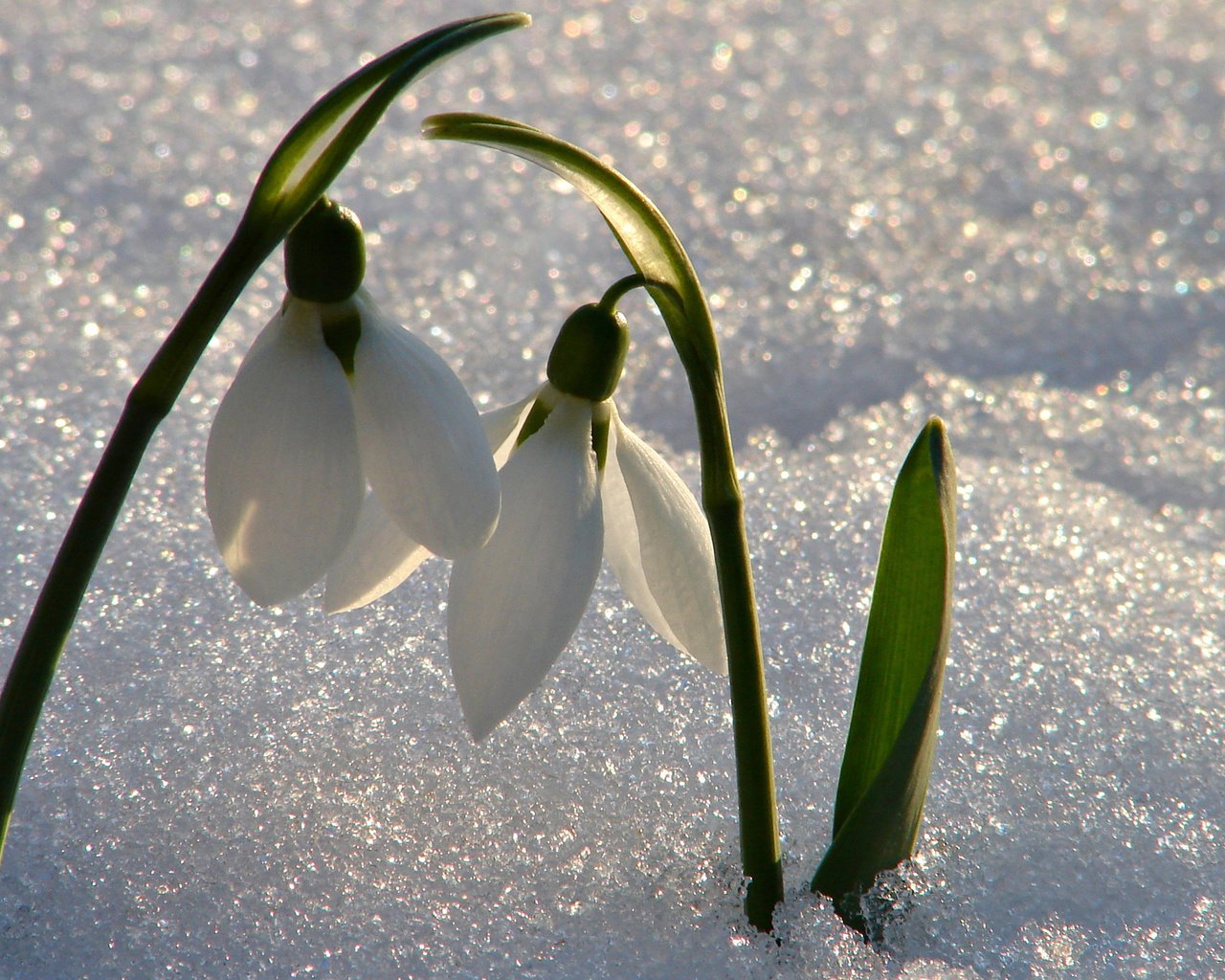 Обои цветы, снег, весна, подснежники, flowers, snow, spring, snowdrops разрешение 2560x1600 Загрузить