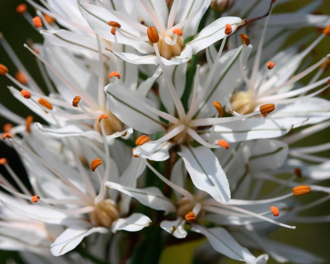 Обои цветы, цветок, асфоделус, белый асфоделус, flowers, flower, asphodelus, white asphodelus разрешение 1920x1200 Загрузить