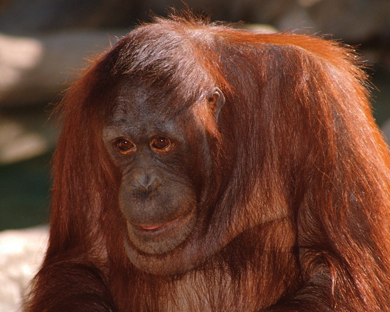Обои взгляд, обезьяна, орангутанг, look, monkey, orangutan разрешение 3072x2048 Загрузить