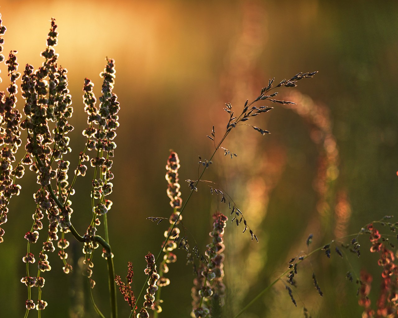 Обои трава, природа, макро, луг, растение, grass, nature, macro, meadow, plant разрешение 1920x1200 Загрузить