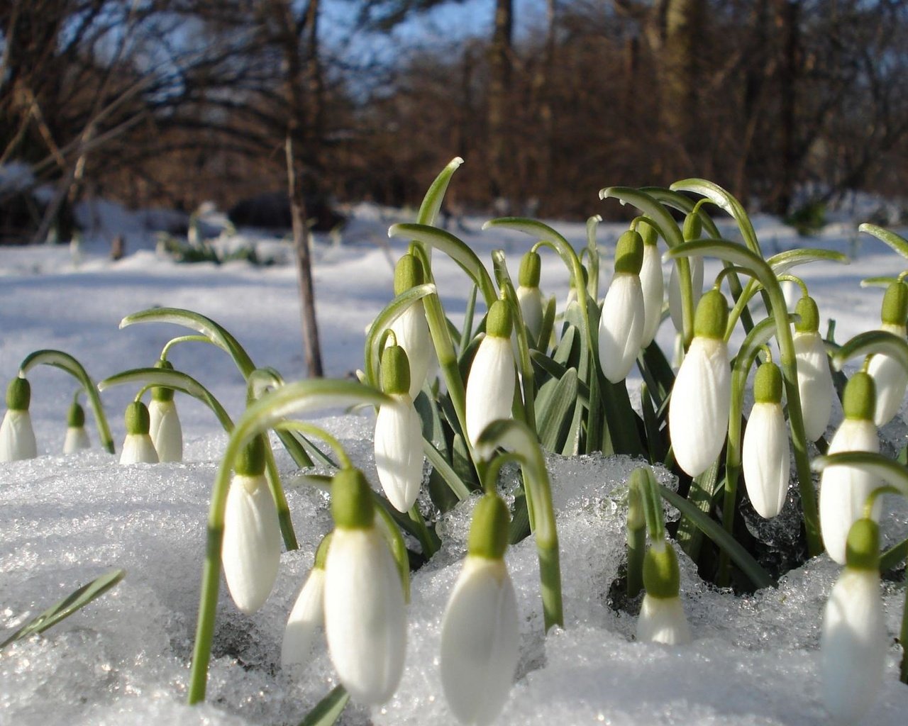 Обои цветы, снег, весна, подснежники, проталины, flowers, snow, spring, snowdrops, thawed разрешение 1920x1200 Загрузить