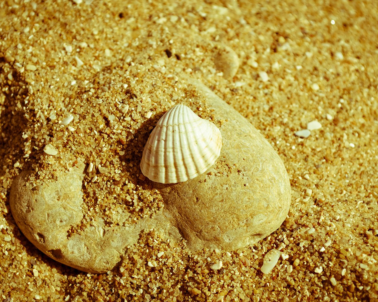 Обои природа, макро, песок, пляж, камень, ракушка, nature, macro, sand, beach, stone, shell разрешение 1920x1200 Загрузить