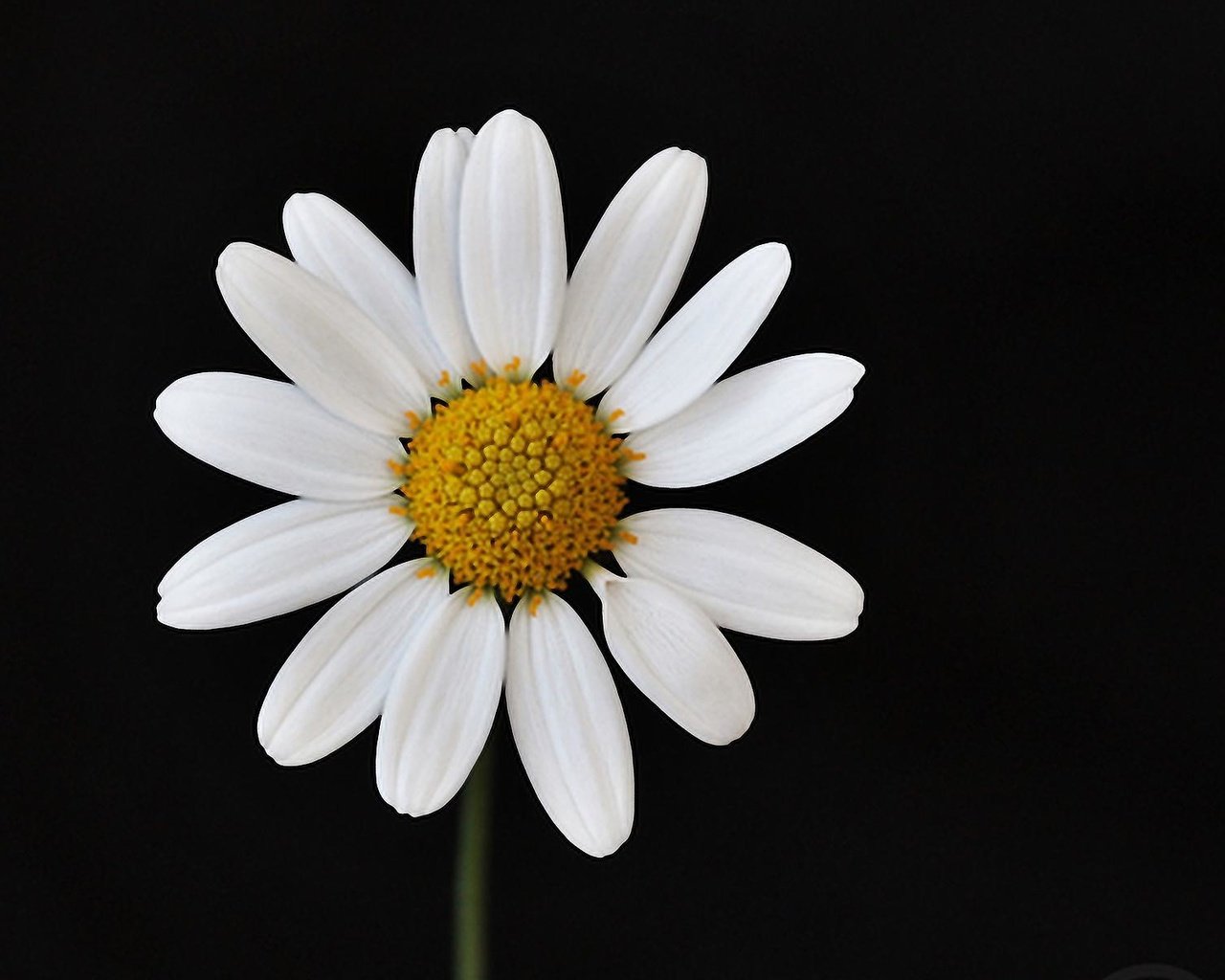 Обои макро, цветок, лепестки, ромашка, черный фон, macro, flower, petals, daisy, black background разрешение 1920x1200 Загрузить