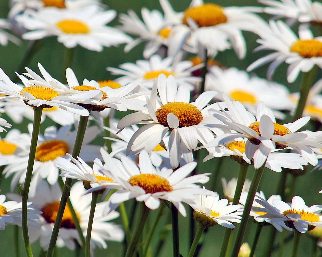 Обои цветы, природа, ромашки, flowers, nature, chamomile разрешение 1920x1080 Загрузить