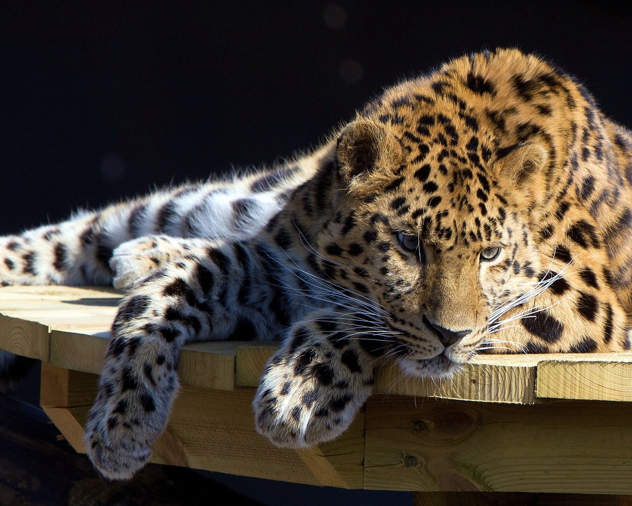 Обои смотрит, стол, лежит, леопард, большая кошка, отдых, looks, table, lies, leopard, big cat, stay разрешение 2560x1600 Загрузить