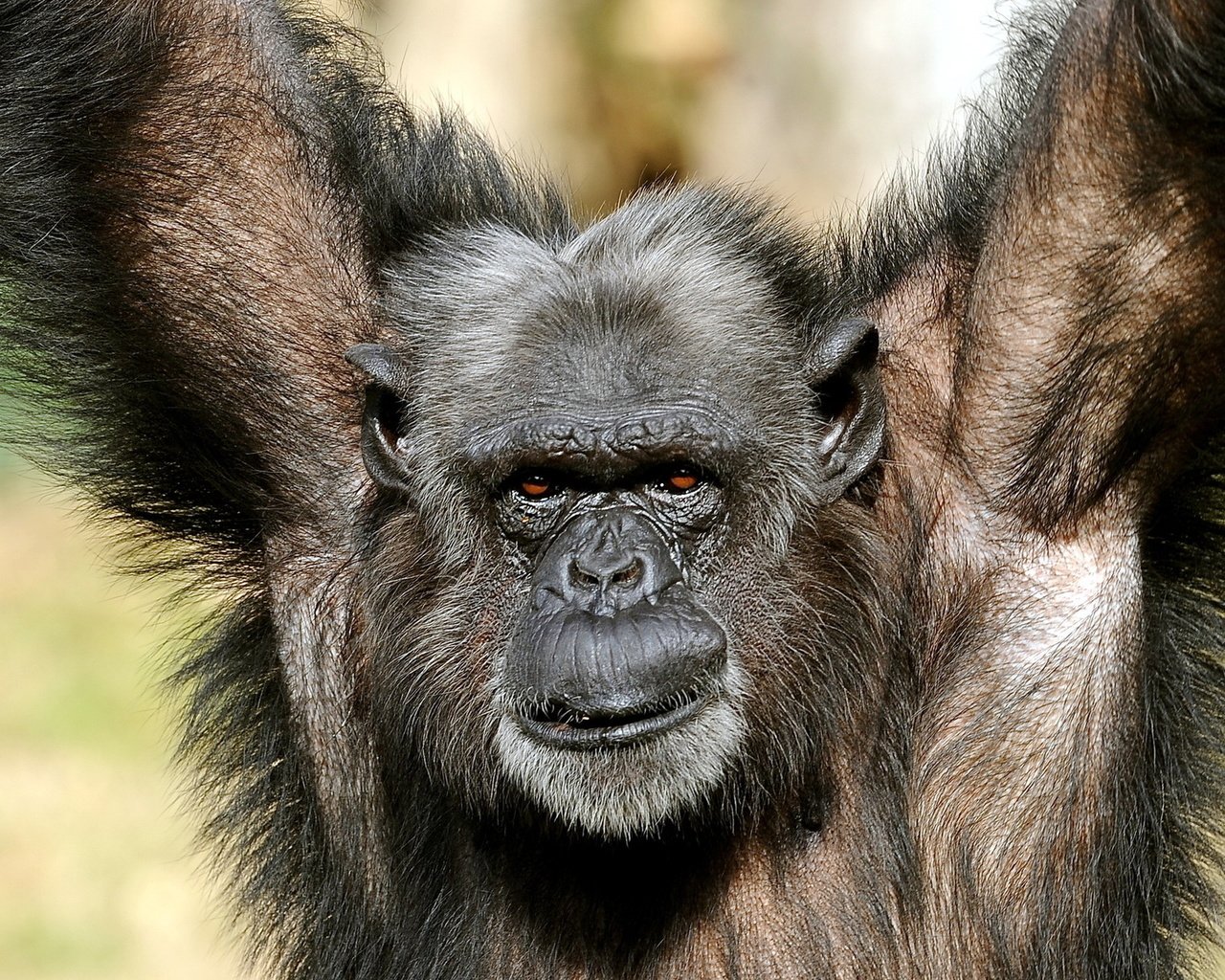 Обои природа, поза, взгляд, обезьяна, примат, шимпанзе, nature, pose, look, monkey, the primacy of, chimpanzees разрешение 1920x1200 Загрузить