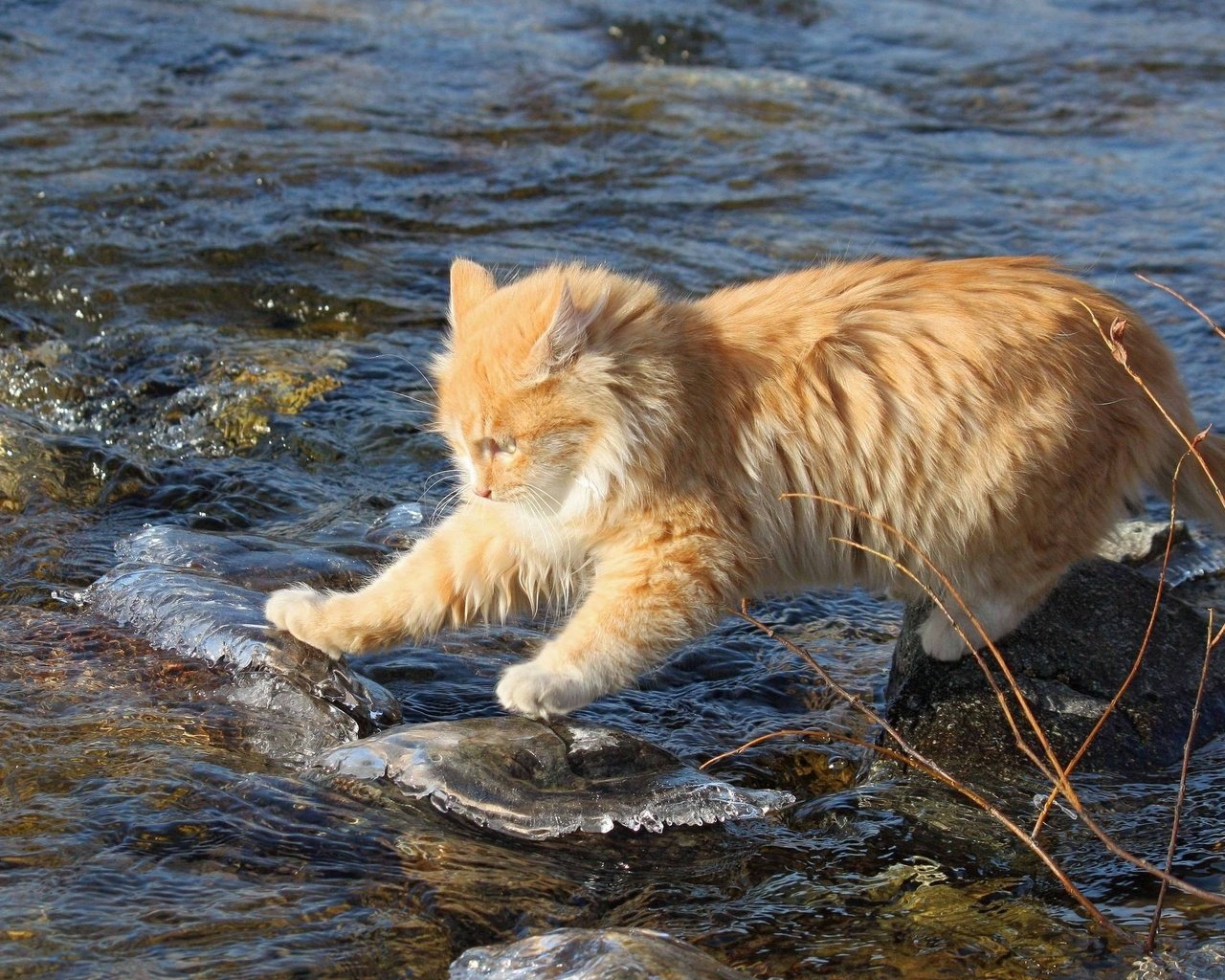 Обои вода, камни, ручей, кот, кошка, рыжий, рыжий кот, бесстрашный, исследователь, researcher, water, stones, stream, cat, red, red cat, fearless разрешение 2560x1600 Загрузить