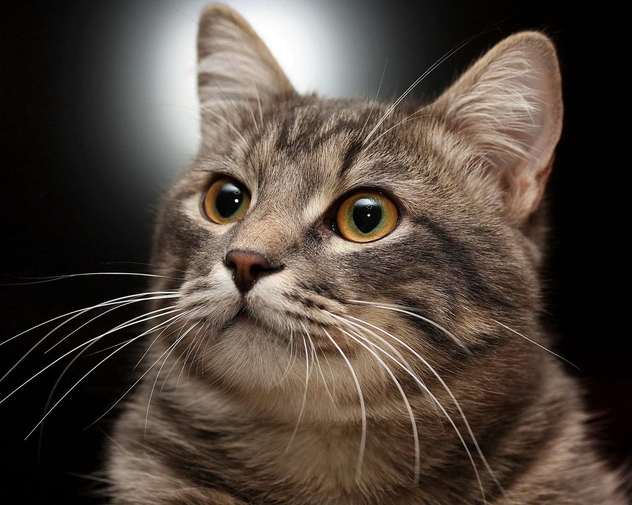 Обои портрет, кот, кошка, полосатый, позирование, portrait, cat, striped, posing разрешение 1920x1200 Загрузить