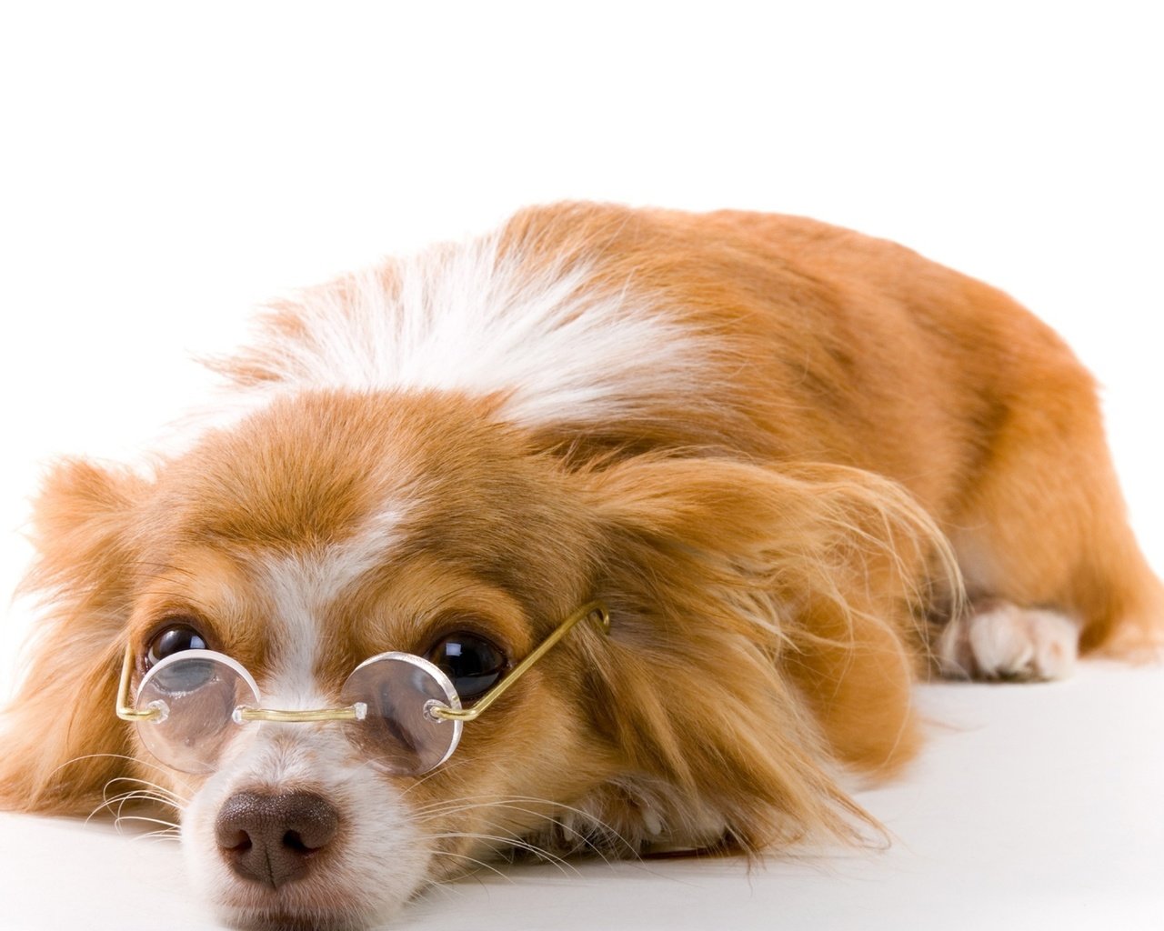 Обои очки, собака, щенок, белый фон, папильон, glasses, dog, puppy, white background, papillon разрешение 2560x1600 Загрузить