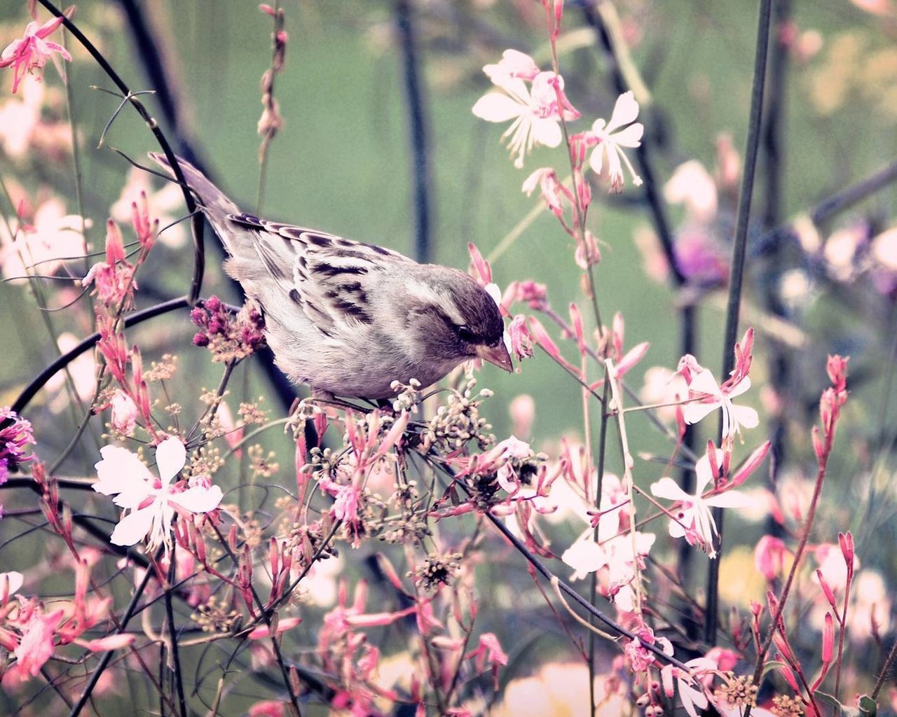 Обои цветы, ветки, птица, воробей, flowers, branches, bird, sparrow разрешение 1920x1067 Загрузить