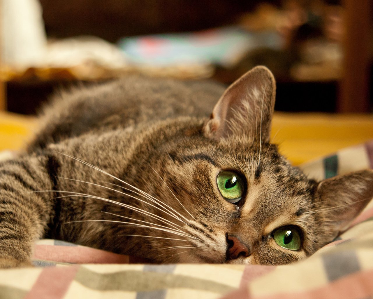 Обои глаза, морда, кот, кошка, лежит, зеленые глаза, серый кот, eyes, face, cat, lies, green eyes, grey cat разрешение 2560x1600 Загрузить