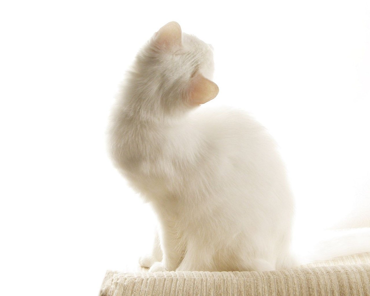 Обои кошка, котенок, белый, ушки, белый кот, cat, kitty, white, ears, white cat разрешение 1920x1200 Загрузить