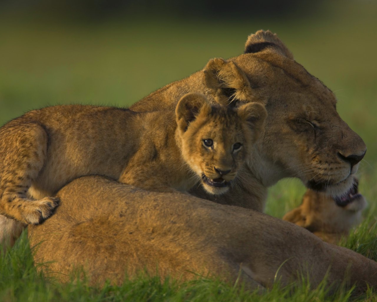 Обои семья, львица, львёнок, прайд, family, lioness, lion, pride разрешение 2560x1600 Загрузить
