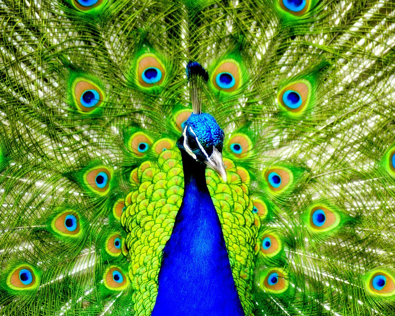 Обои птицы, павлин, перья, красивый, хвост, birds, peacock, feathers, beautiful, tail разрешение 1920x1280 Загрузить