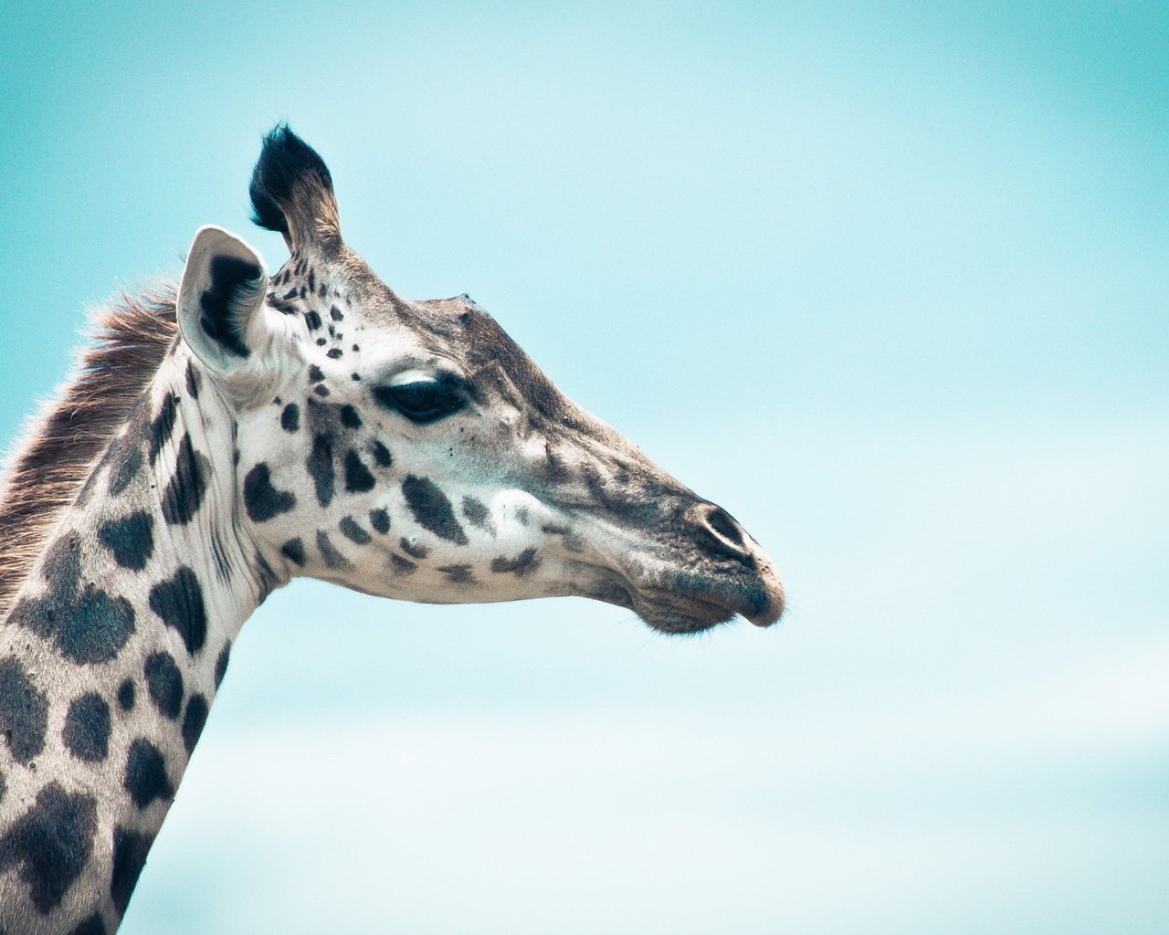 Обои небо, профиль, животное, жираф, голова, шея, the sky, profile, animal, giraffe, head, neck разрешение 1920x1200 Загрузить