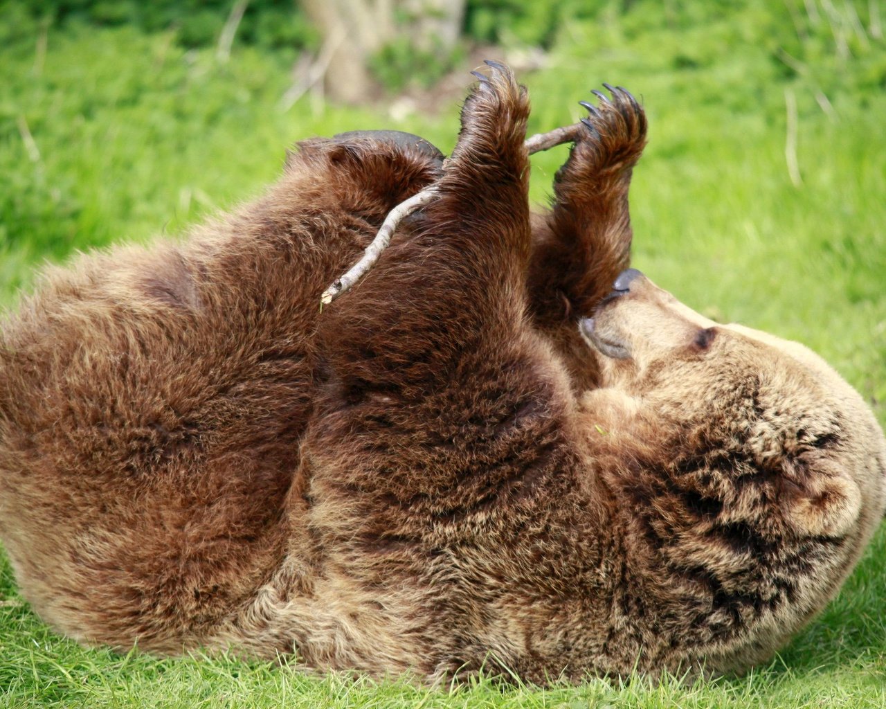 Обои трава, лапы, медведь, зеленая, палка, бурый медведь, grass, paws, bear, green, stick, brown bear разрешение 1989x1323 Загрузить