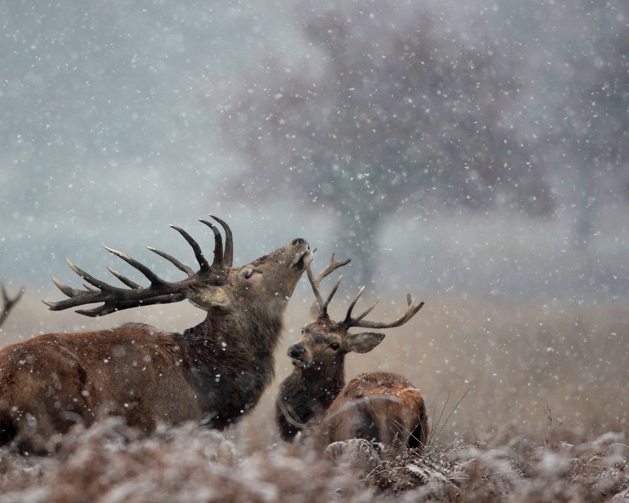 Обои снег, природа, зима, рога, олени, лось, snow, nature, winter, horns, deer, moose разрешение 1920x1200 Загрузить