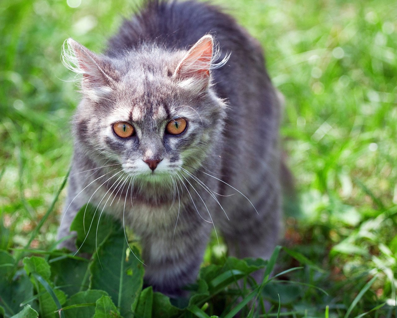 Обои трава, кот, лето, кошка, взгляд, серый кот, grass, cat, summer, look, grey cat разрешение 1920x1200 Загрузить