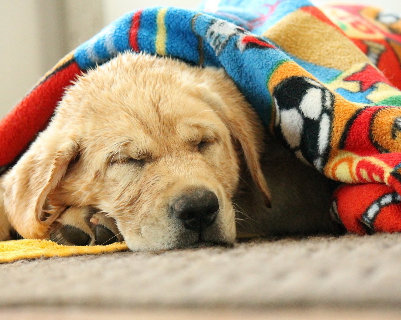 Обои морда, сон, собака, спит, одеяло, лабрадор, face, sleep, dog, sleeping, blanket, labrador разрешение 1920x1200 Загрузить