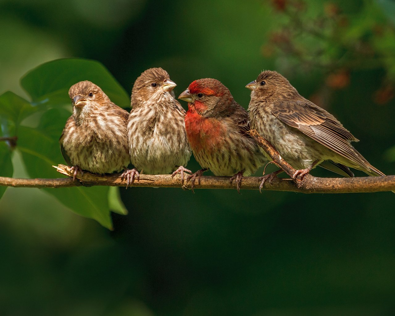 Обои ветка, природа, листья, птицы, птички, зяблики, branch, nature, leaves, birds, finches разрешение 1920x1200 Загрузить