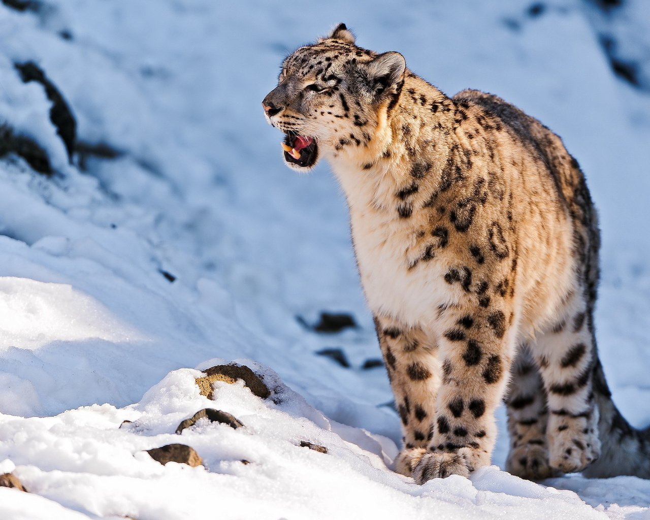 Обои горы, снег, камни, хищник, снежный барс, ирбис, барс, mountains, snow, stones, predator, snow leopard, irbis, bars разрешение 1920x1200 Загрузить