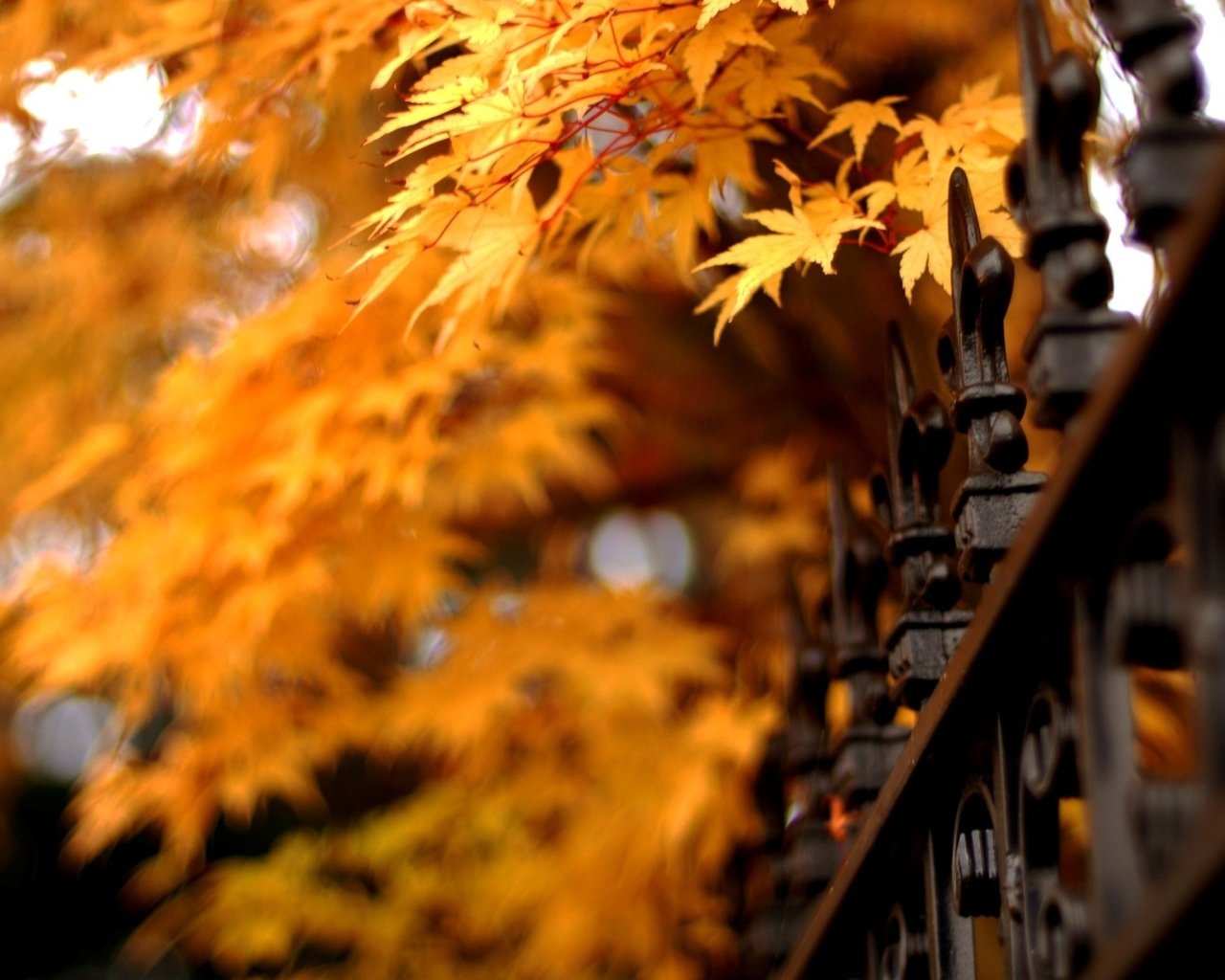 Обои природа, листья, осень, забор, клен, решетки, nature, leaves, autumn, the fence, maple, grid разрешение 2560x1600 Загрузить