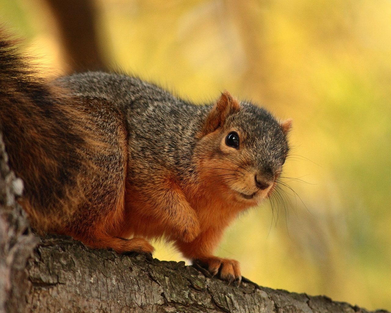 Обои дерево, лес, сидит, животное, зверек, кора, белочка, грызун, tree, forest, sitting, animal, bark, squirrel, rodent разрешение 1920x1200 Загрузить