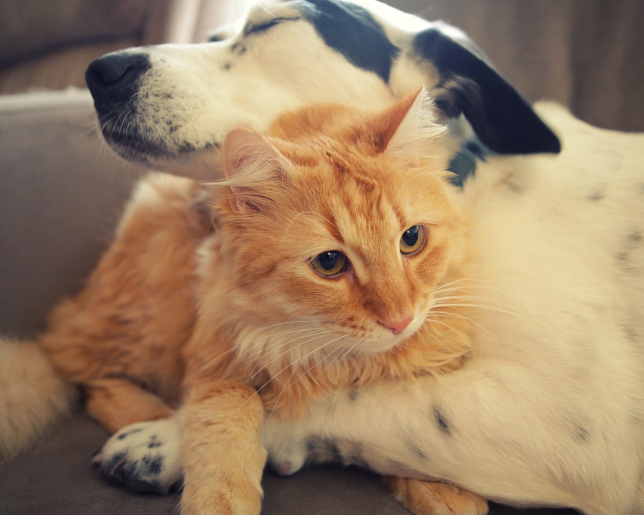 Обои кот, кошка, собака, забота, дружба, объятия, рыжий кот, cat, dog, care, friendship, hugs, red cat разрешение 1920x1200 Загрузить