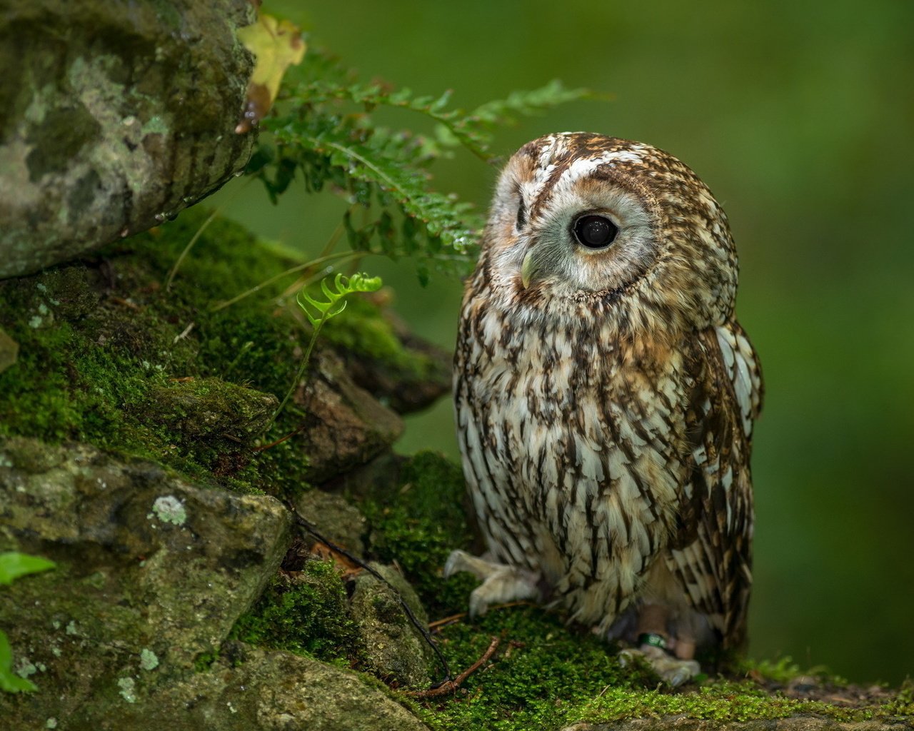 Обои совенок, сова, камни, лес, взгляд, хищник, птица, мох, папоротник, owlet, owl, stones, forest, look, predator, bird, moss, fern разрешение 1920x1200 Загрузить