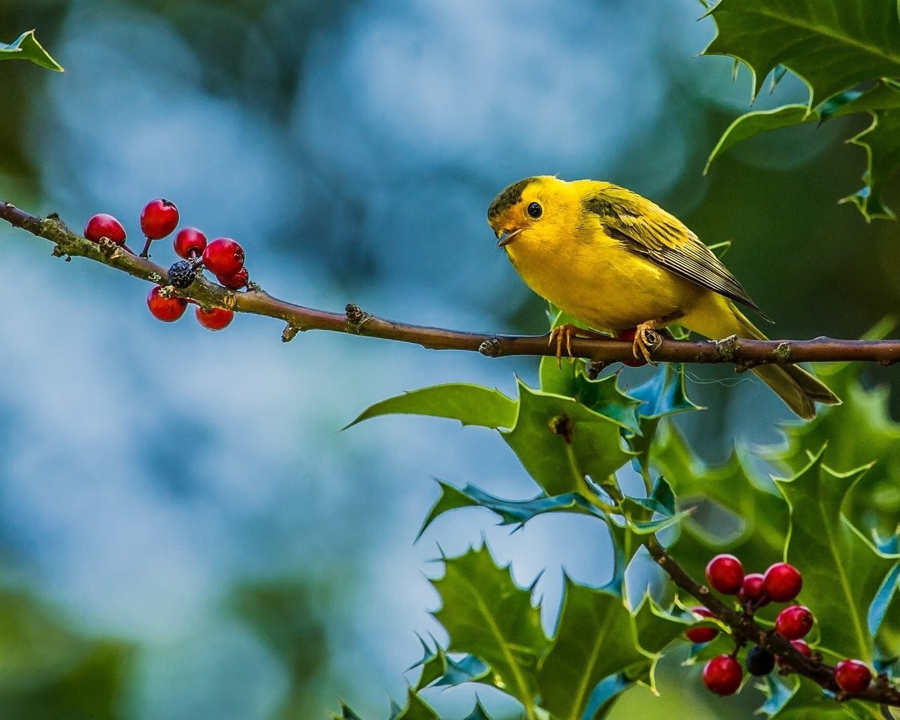 Обои ветка, листья, лето, птица, ягоды, желтая птичка, камышевка, branch, leaves, summer, bird, berries, yellow bird, warbler разрешение 1920x1280 Загрузить