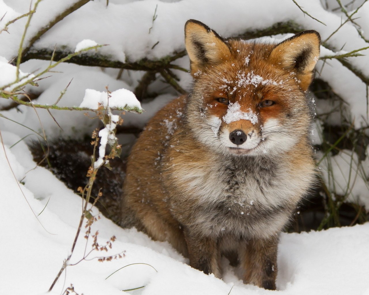 Обои снег, зима, ветки, взгляд, лиса, лисица, нора, snow, winter, branches, look, fox, nora разрешение 1920x1200 Загрузить