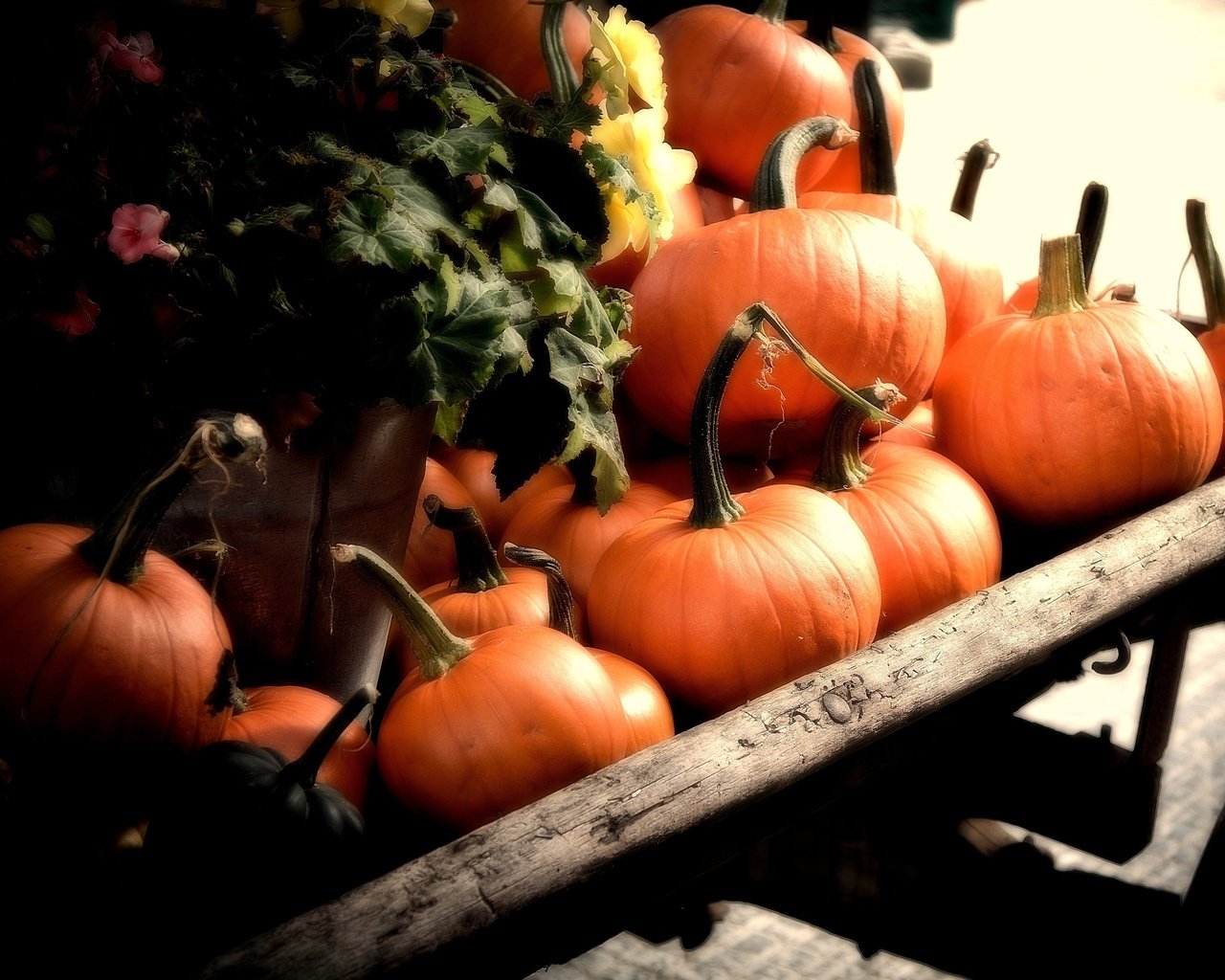 Обои осень, урожай, овощи, тыква, телега, autumn, harvest, vegetables, pumpkin, cart разрешение 2560x1600 Загрузить